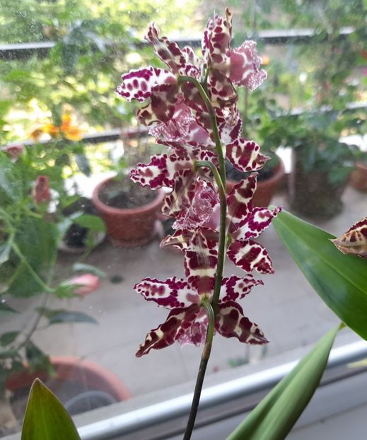  - 111 Bucurii pentru suflet 2022