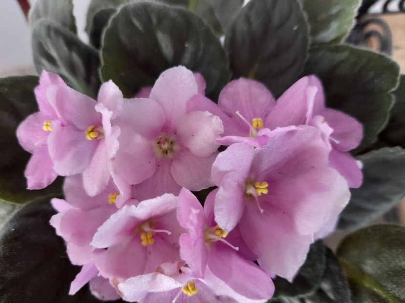  - 111 Bucurii pentru suflet 2022