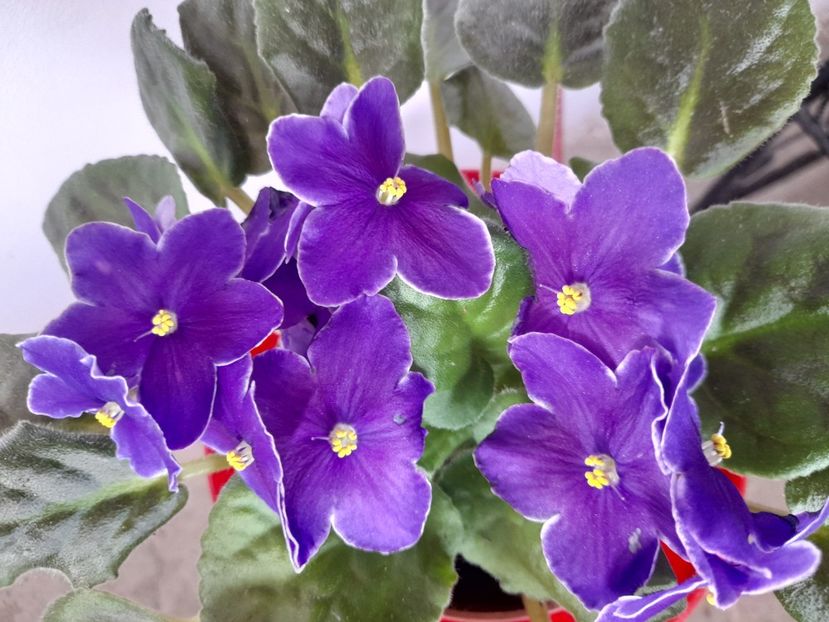  - 111 Bucurii pentru suflet 2022