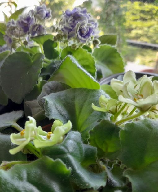  - 111 Bucurii pentru suflet 2022