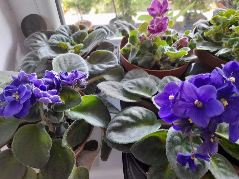  - 111 Bucurii pentru suflet 2022