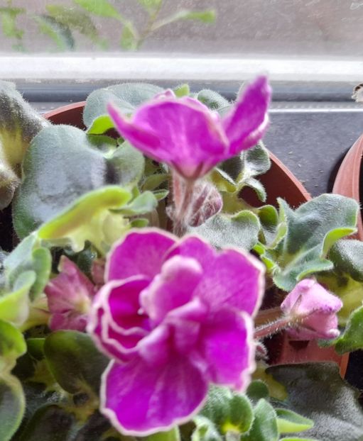  - 111 Bucurii pentru suflet 2022