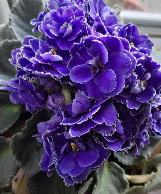  - 111 Bucurii pentru suflet 2022