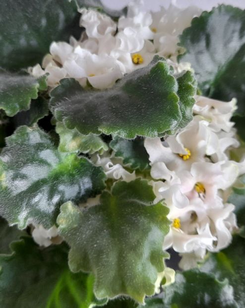  - 111 Bucurii pentru suflet 2022