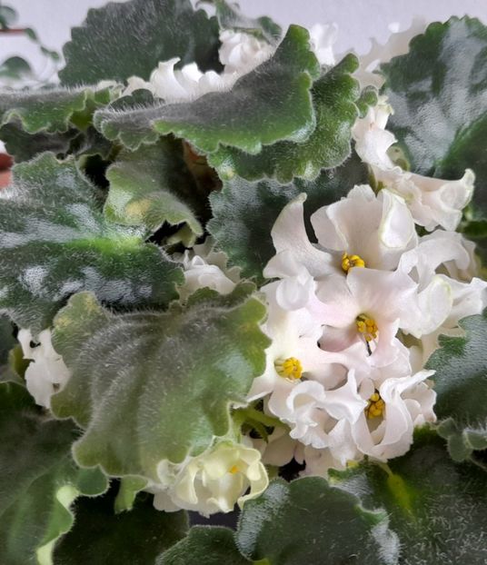  - 111 Bucurii pentru suflet 2022