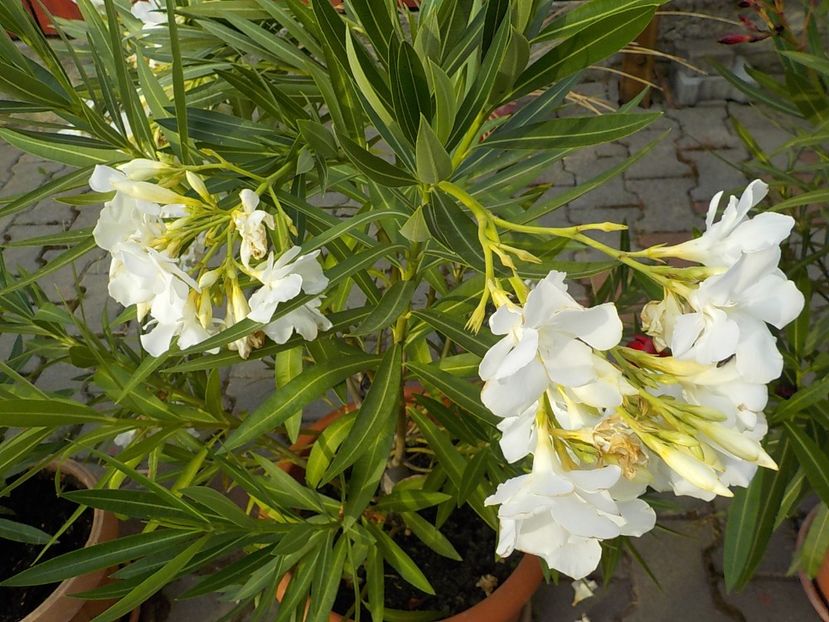  - mont blanc leandru nr 22