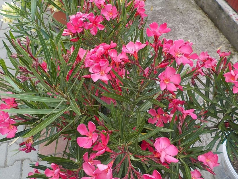  - papa gambeta nr 17