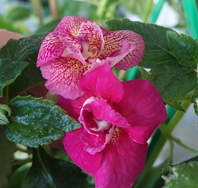 LAST DAWN - AAA RIZOMI ACHIMENES DISPONIBILI -2023