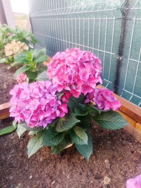 Angel Blue - Hortensii