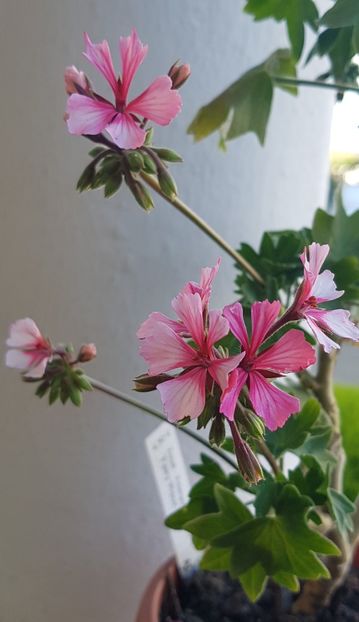Fairy Phlox - Muscate 2022