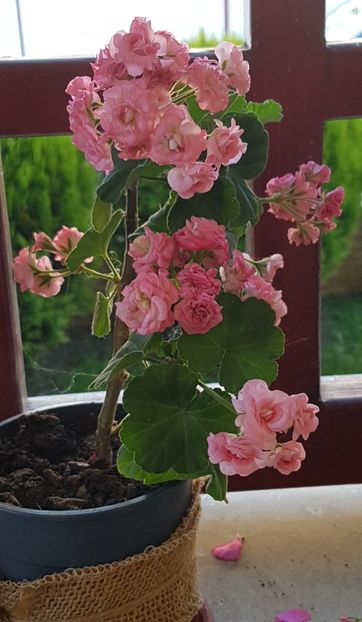  - Grainger s Antique Rose