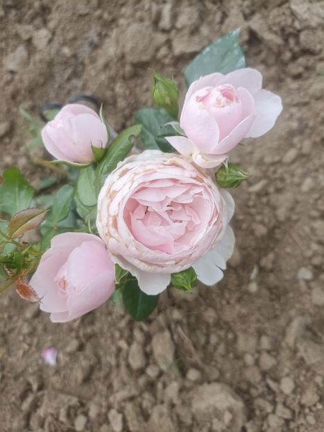 2022 - Hans Gonewein Rose