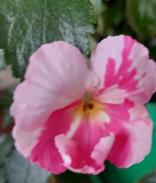 ROYAL BLUSH - AAA RIZOMI ACHIMENES DISPONIBILI -2023