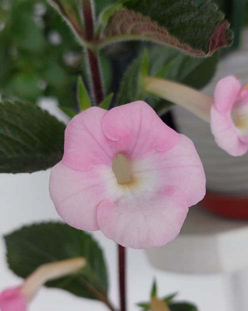  - BRID-S DORNROSCHEN