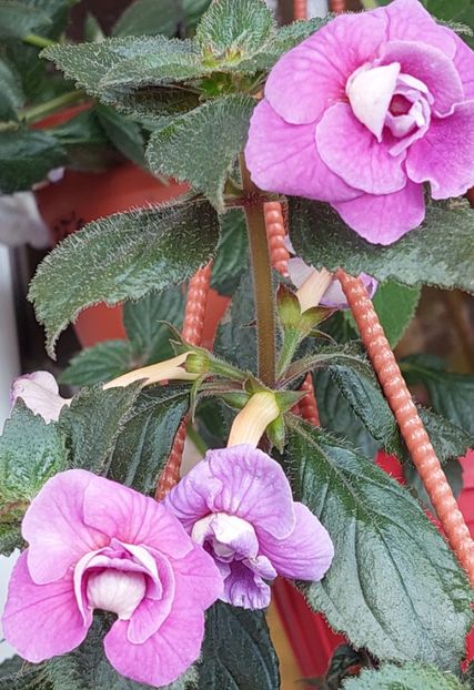  - BRID-S CARLOTTE TERESA