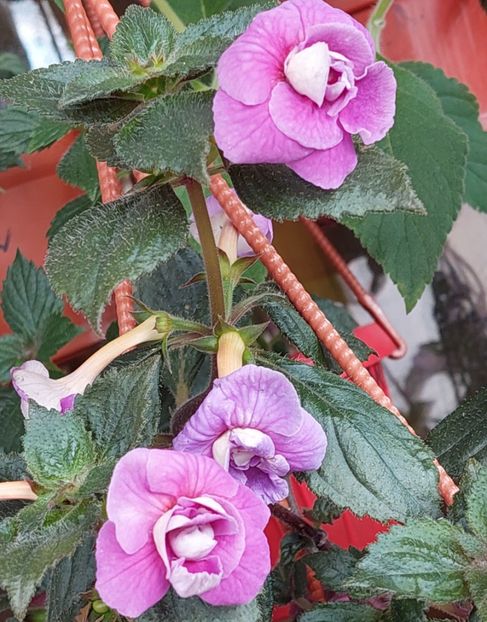  - BRID-S CARLOTTE TERESA