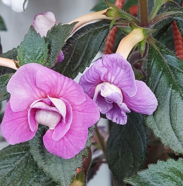  - BRID-S CARLOTTE TERESA