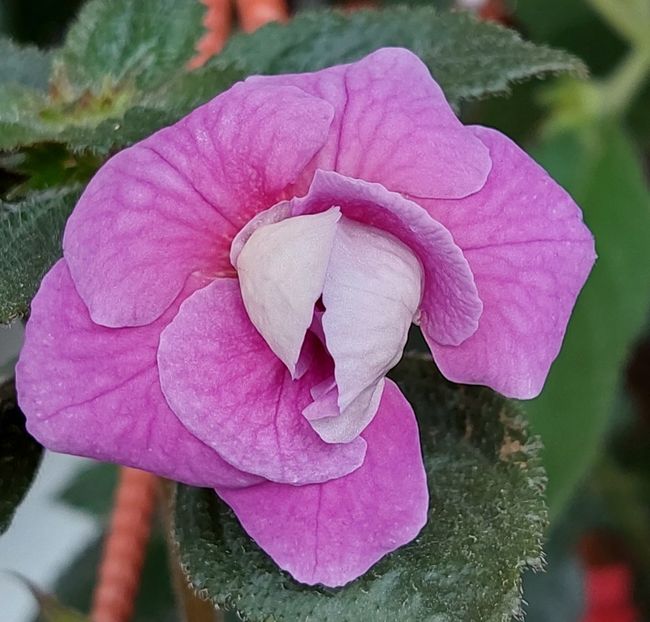  - BRID-S CARLOTTE TERESA