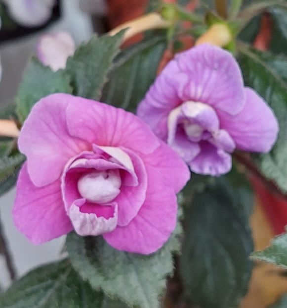  - BRID-S CARLOTTE TERESA