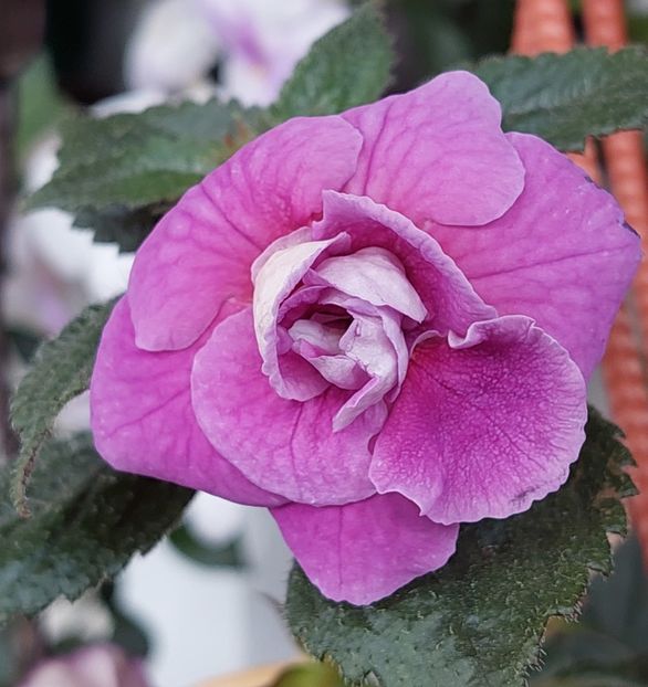  - BRID-S CARLOTTE TERESA