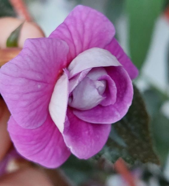  - BRID-S CARLOTTE TERESA