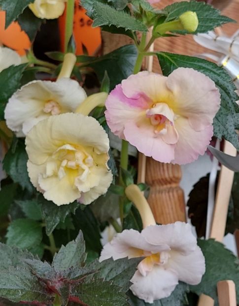 YELLOW ENGLISH ROSE - AAA RIZOMI ACHIMENES DISPONIBILI -2023