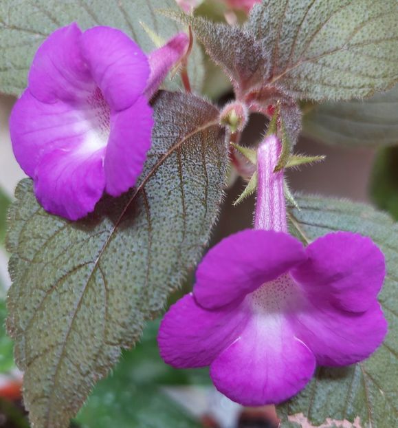  - 2022 - Achimenes