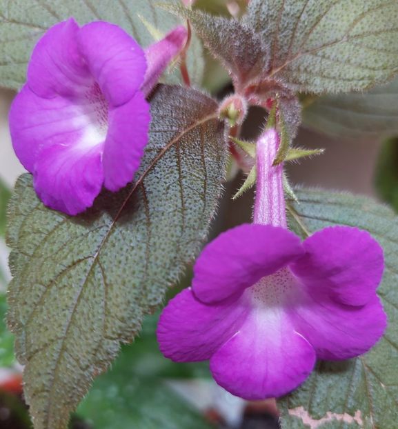  - 2022 - Achimenes
