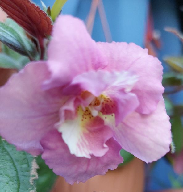  - 2022 - Achimenes