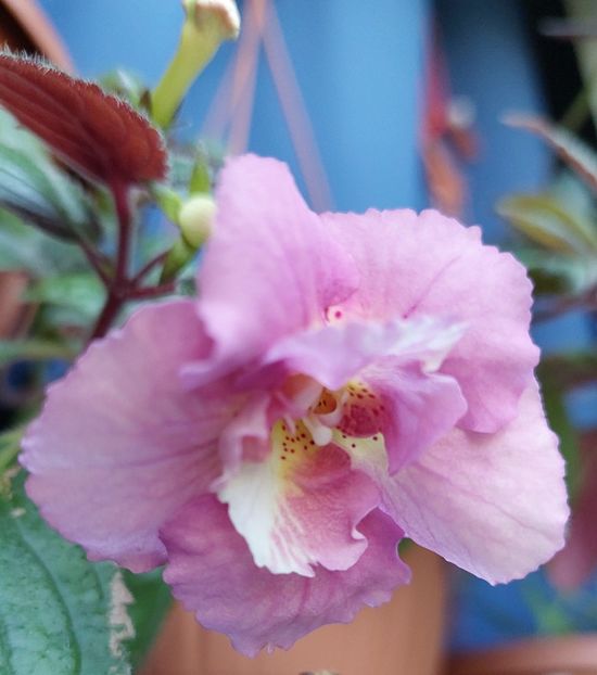 Star Tracker - 2022 - Achimenes