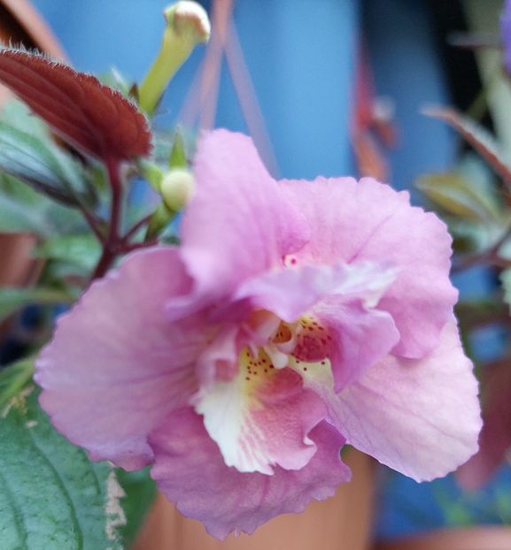  - 2022 - Achimenes