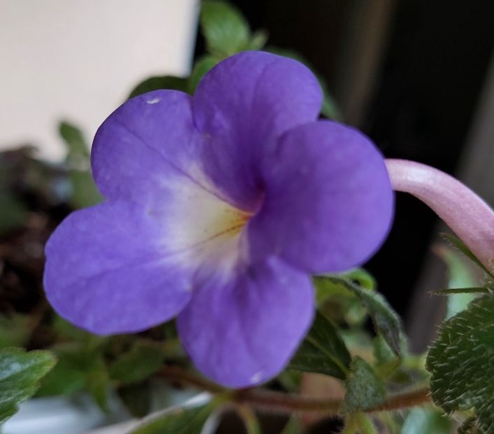 - 2022 - Achimenes