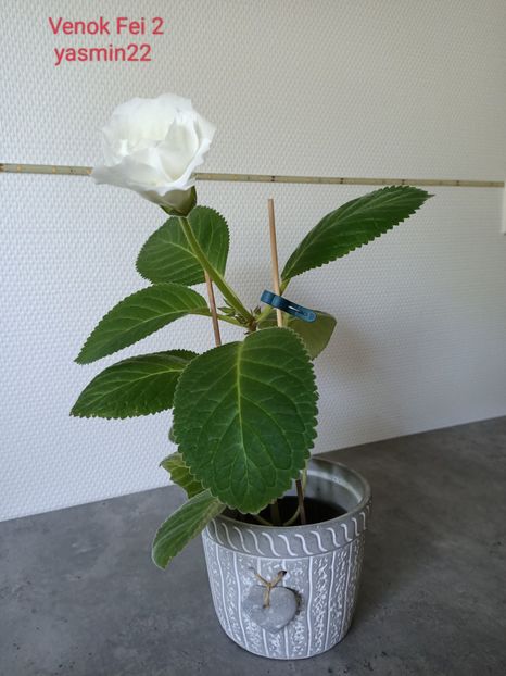 18.07.2022 - -Gloxinia din frunze