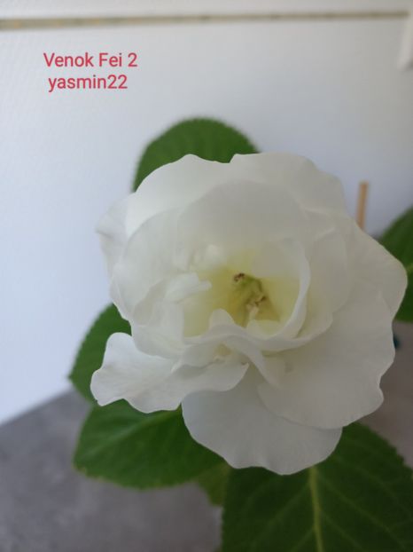 18.07.2022 - Gloxinia 2022