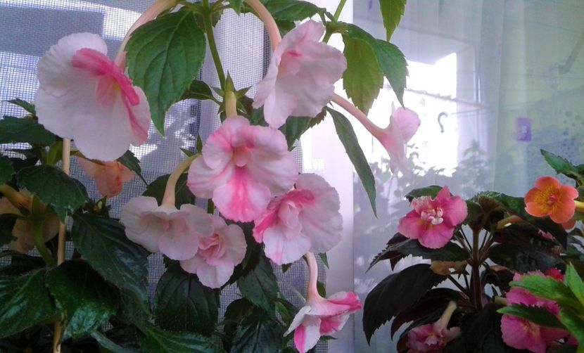  - Foarte multe varietatii inca nu au inflorit