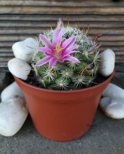  - Mammillaria insularis