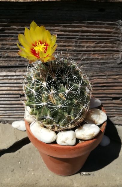  - Thelocactus setispinus