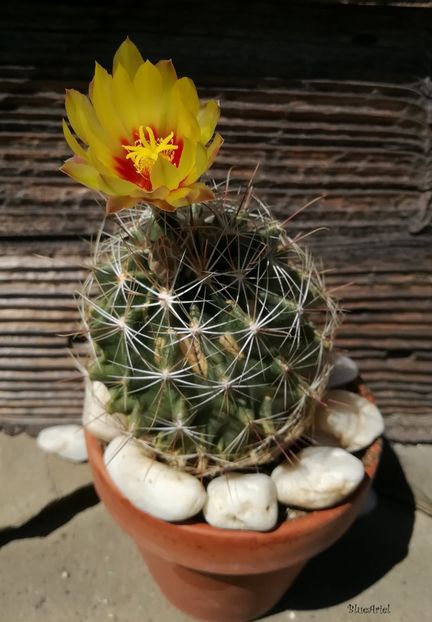  - Thelocactus setispinus