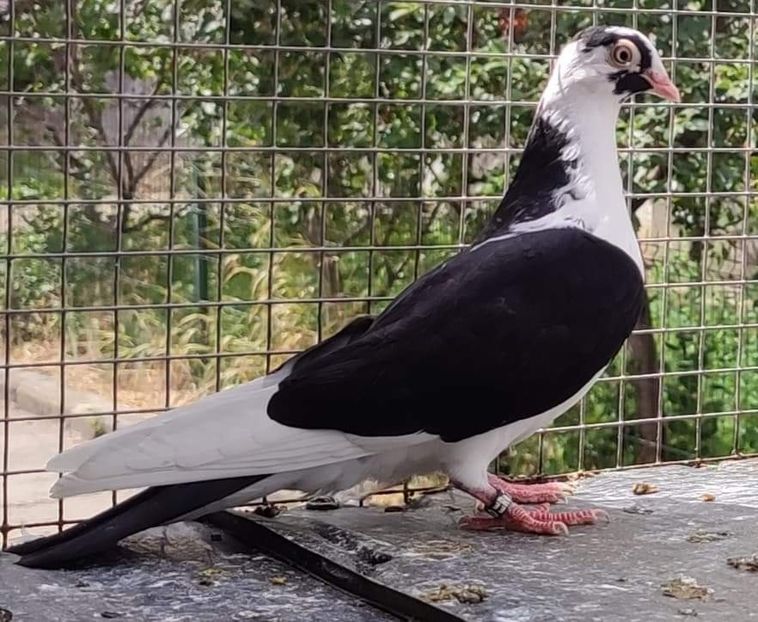 received_1106299586905620 - Porumbei care mi-au aparținut 2