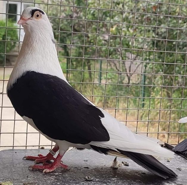 received_1322386528291238 - Porumbei care mi-au aparținut 2