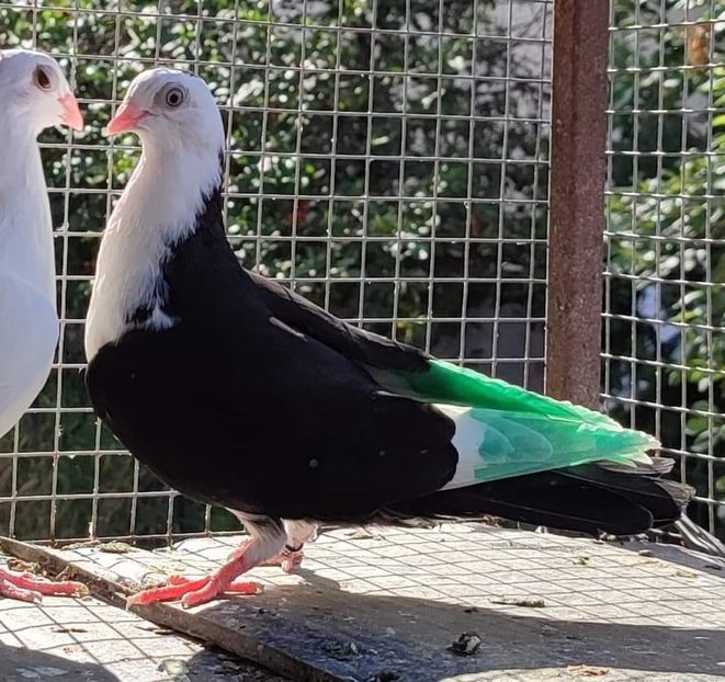 received_731165591474256 - Porumbei care mi-au aparținut 2