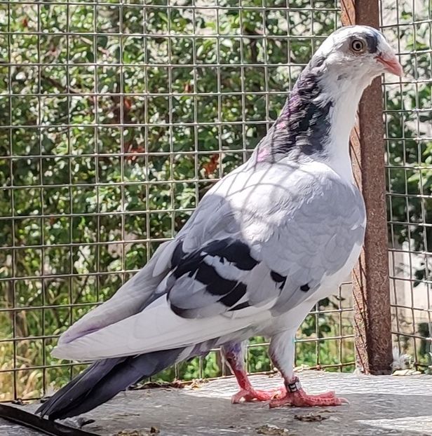  - Porumbei care mi-au aparținut 2