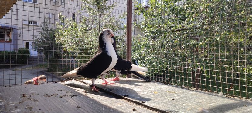  - Porumbei care mi-au aparținut 2