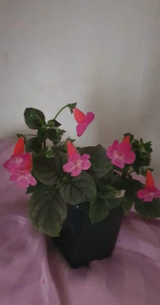 received_414450190709772 - Zz-Kholeria Sunshine