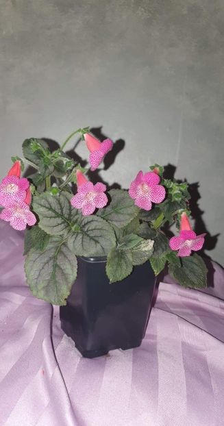 received_1052999452274156 - Zz-Kholeria Sunshine