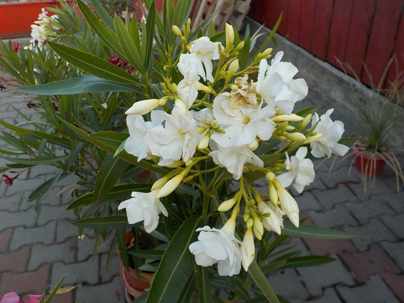  - mont blanc leandru nr 22