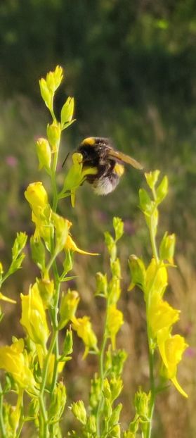  - O scurtă plimbare de duminică