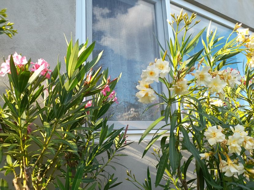  - 111 Bucurii pentru suflet 2022