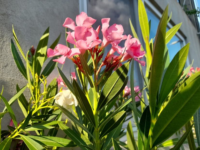  - 111 Bucurii pentru suflet 2022