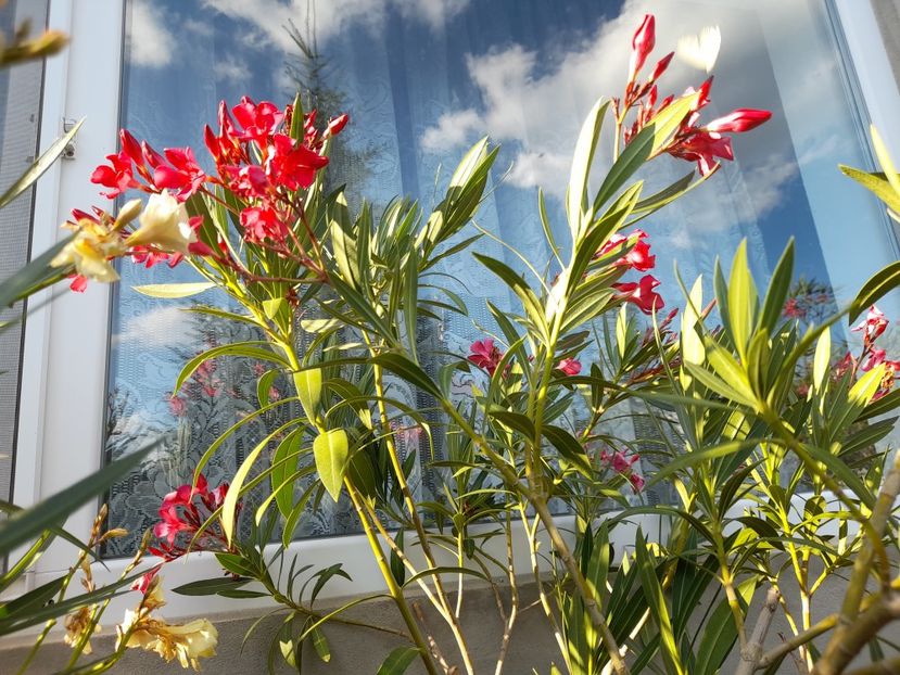  - 111 Bucurii pentru suflet 2022